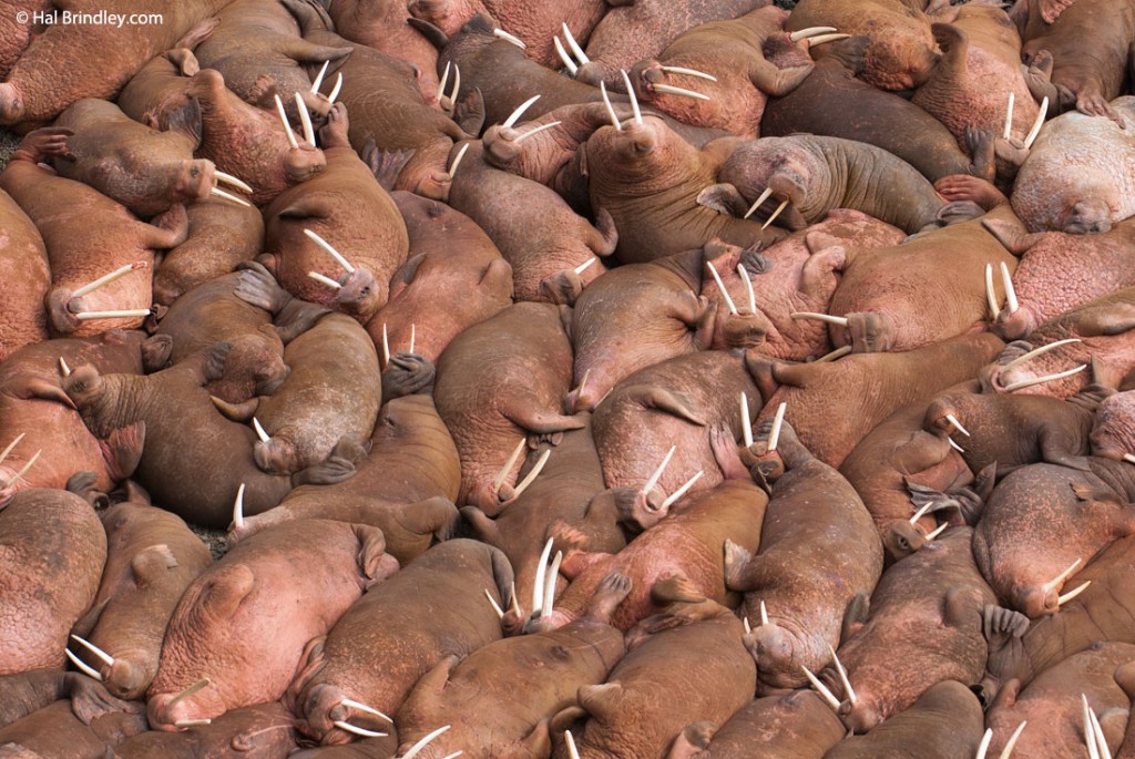 see walruses in Alaska