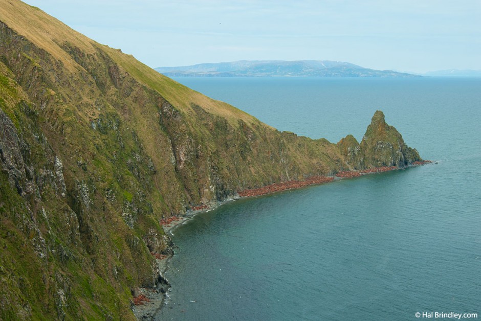 Walruses line the beaches next to "the dragon's spine" on Round Island, Alaska