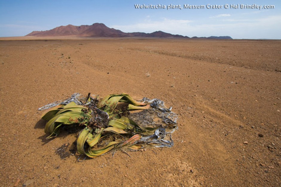 Welwitschia mirabilis