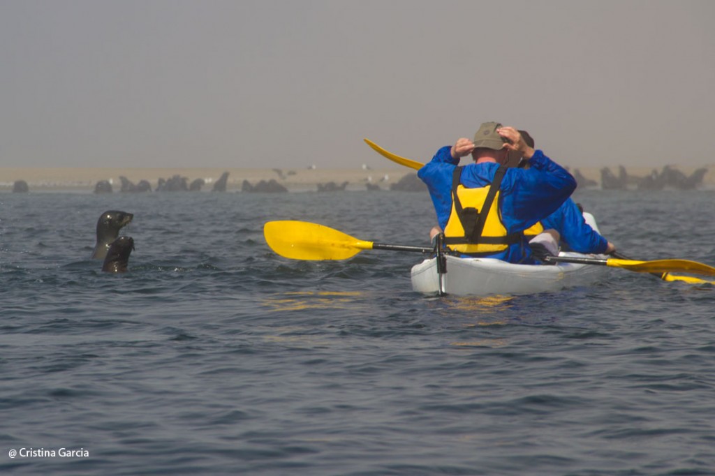 kayaking with seals Namibia