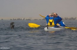 Two seals surface to check out kayakers