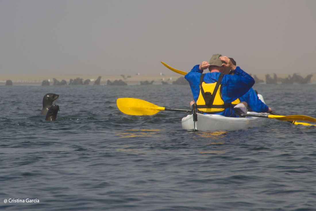 Kayaking with Seals in Walvis Bay, Namibia