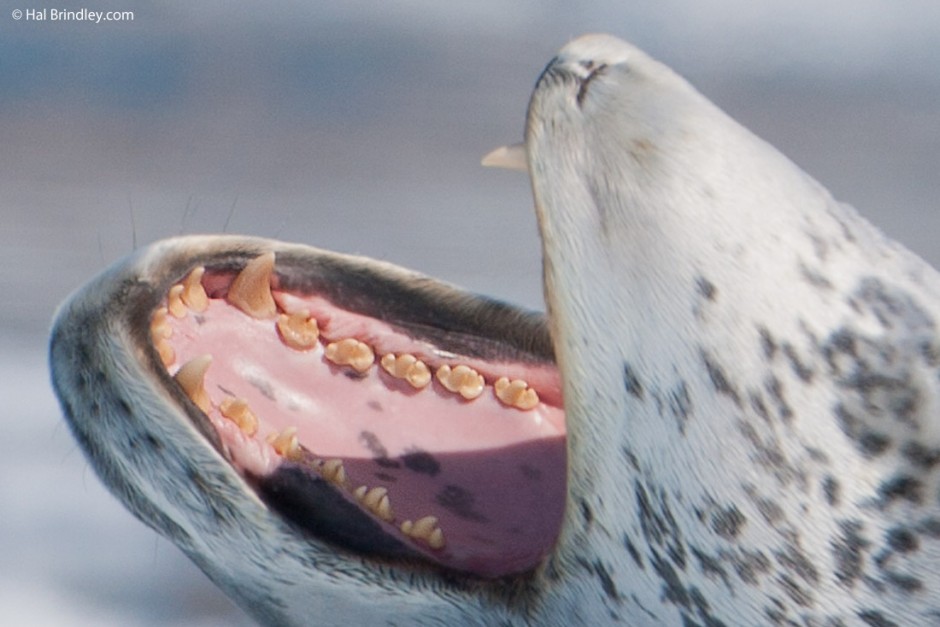 Dentition of a leopard seal