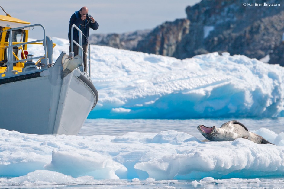 Viewing leopard seals on Antarctica