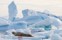 Leopard seal resting on ice