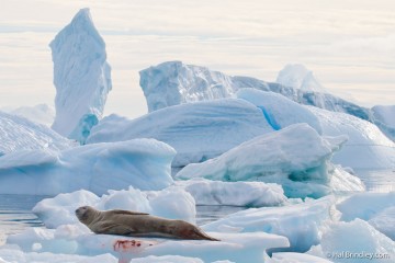 Leopard seal resting on ice