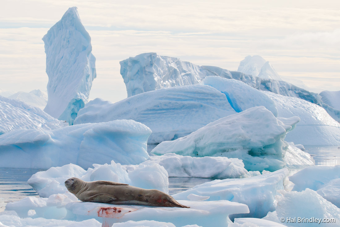 Leopard seal facts