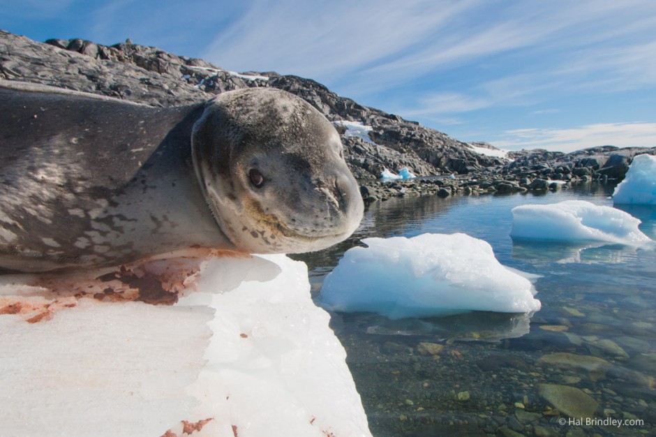 Leopard seals have a spotted coat