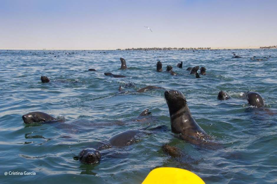 Curious seals approach the kayak