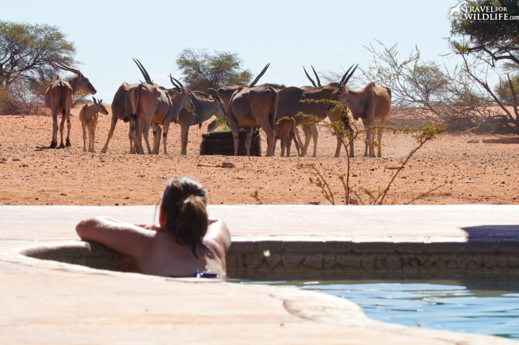 Swimming pool at the Anib lodge