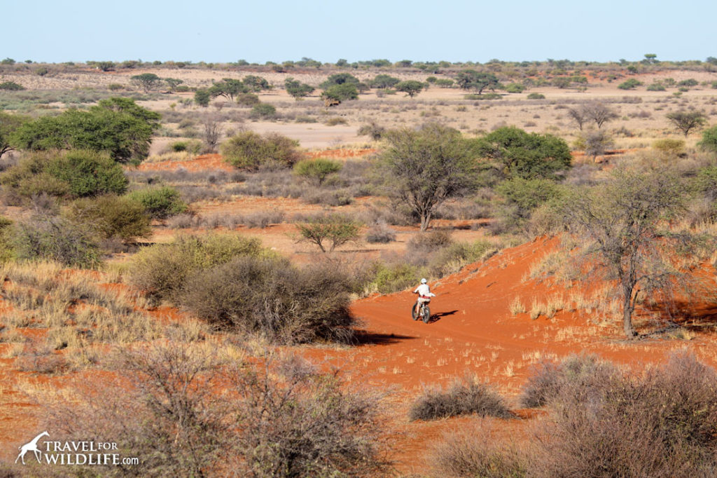 Fat tire bike riding in the Kalahari