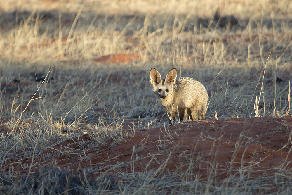 Bat-eared fox