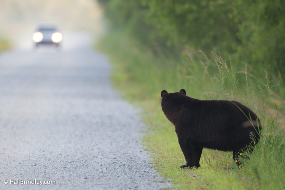 Black bear by the road in the Alligator River National Wildlife Refuge, NC