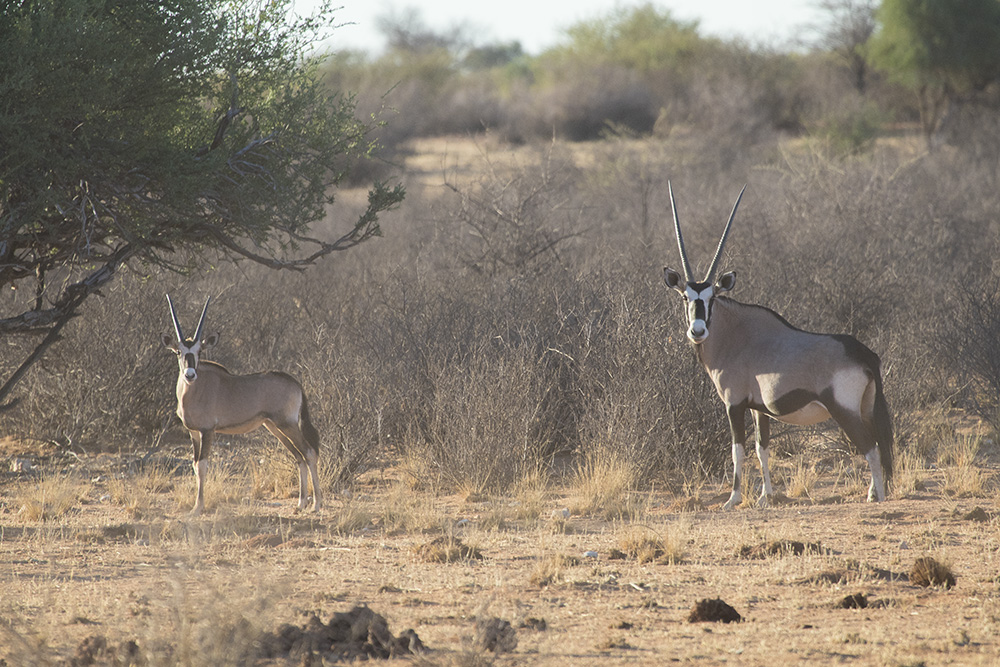 Gemsbok and calf