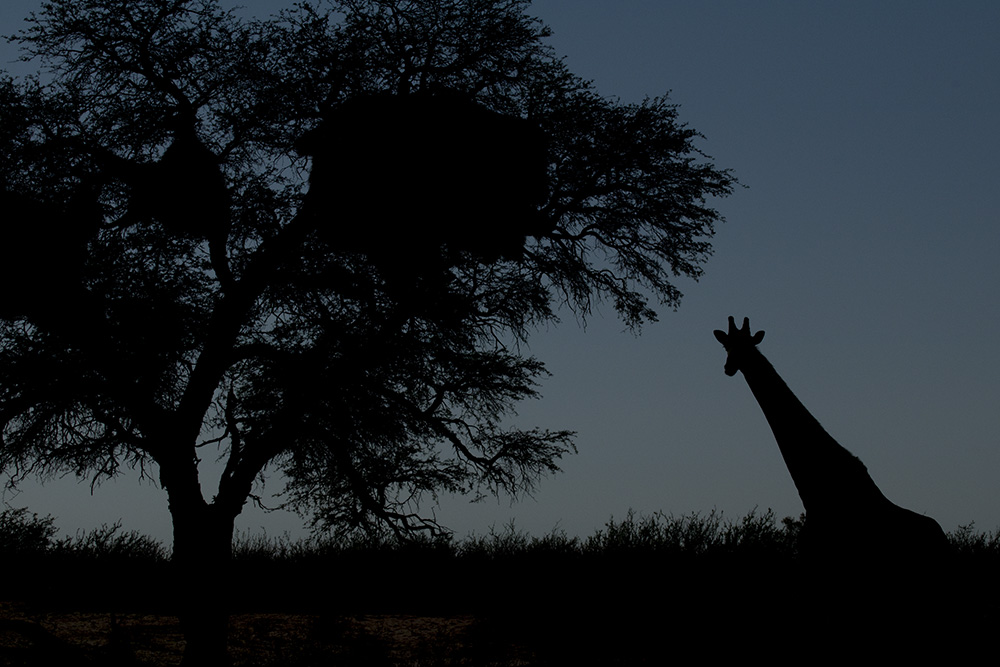 giraffe silhouette at sunset