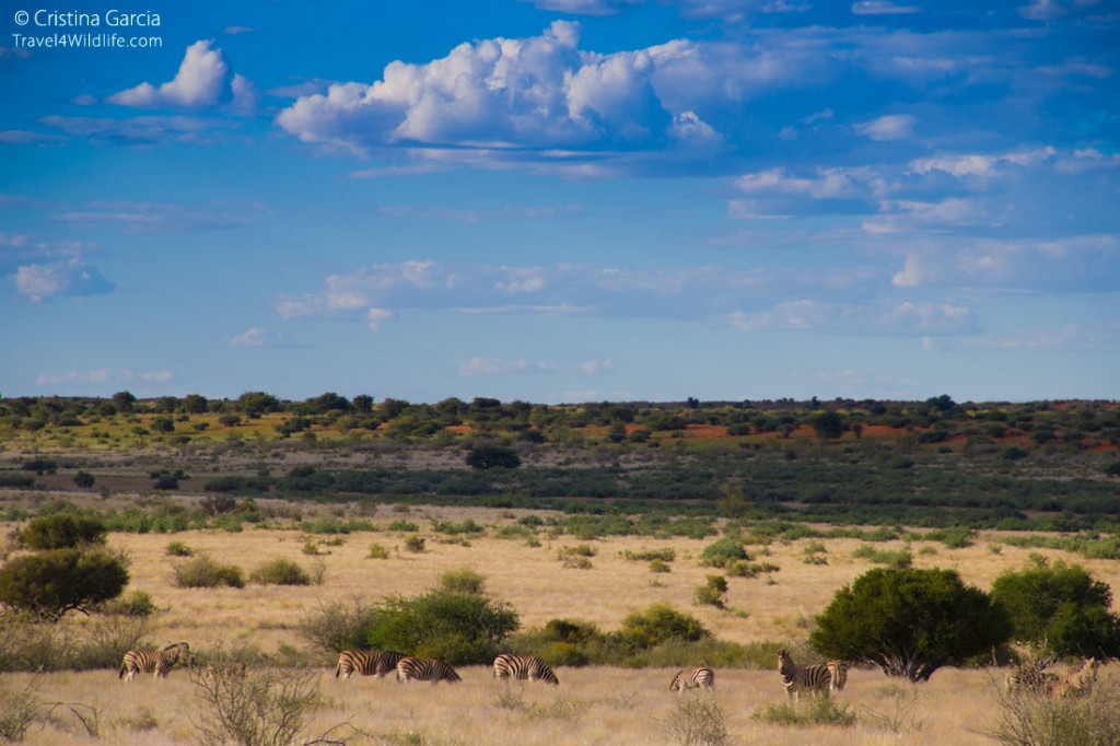 Wildlife on the sundowner drive