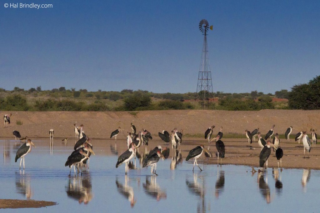 Marabou storks at the Kalahari Anib Lodge waterhole