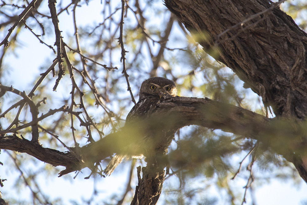 Pearl spotted owlet