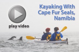 Video: Kayaking with Cape Fur Seals in Namibia