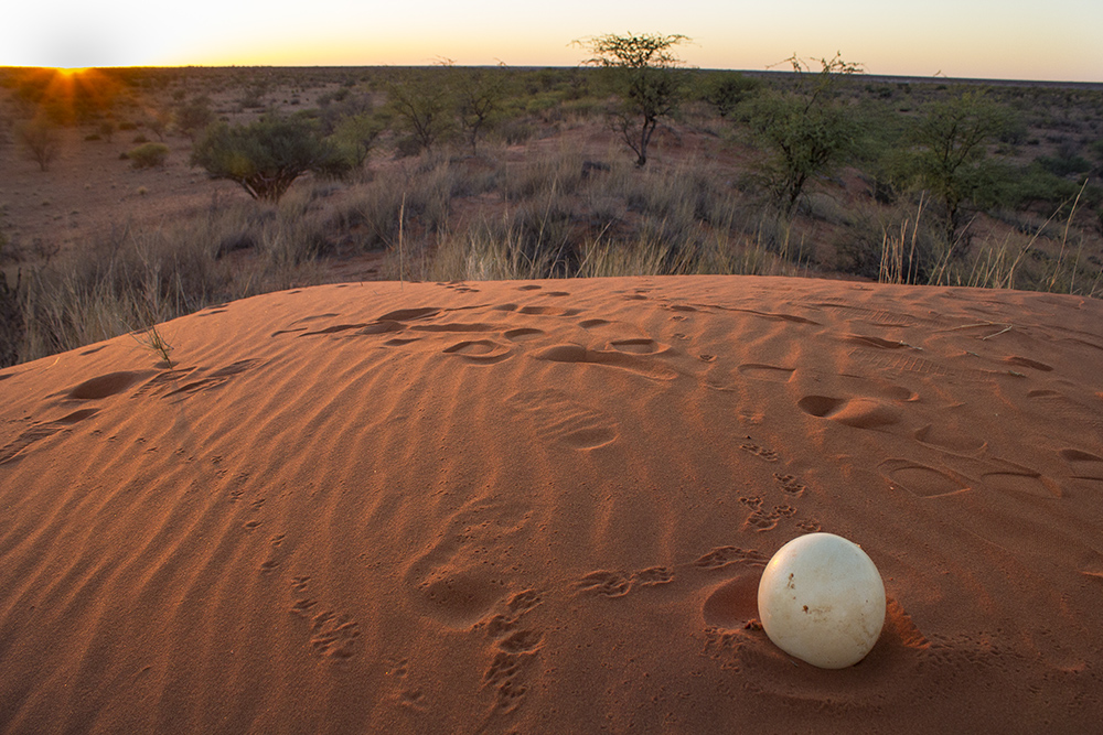 An abandoned ostrich egg