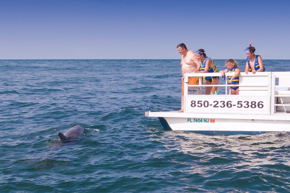 A dolphin tour boat watching dolphins