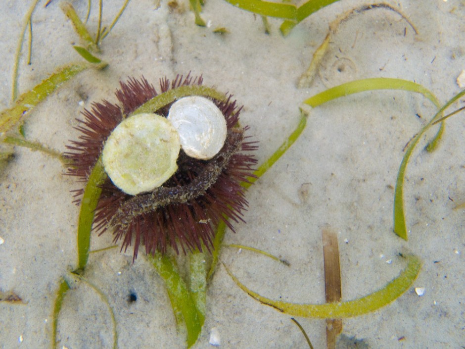 A sea urchin doing an impression of Animal from the Muppets
