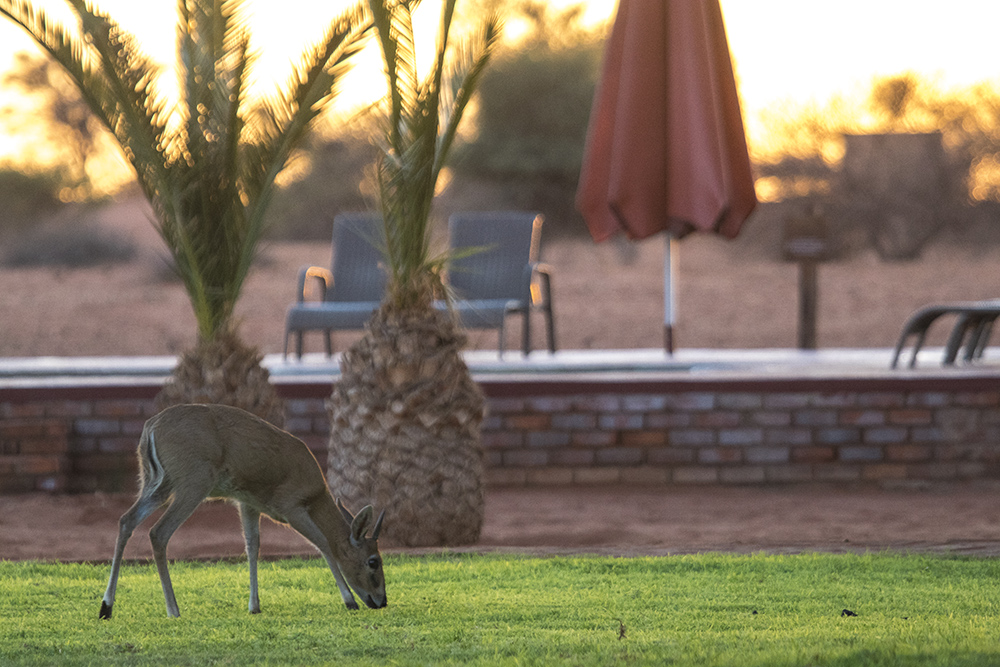 Some of the wildlife that roam around the Kalahari Anib Lodge