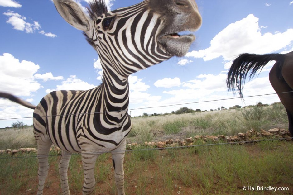 Zebra foal