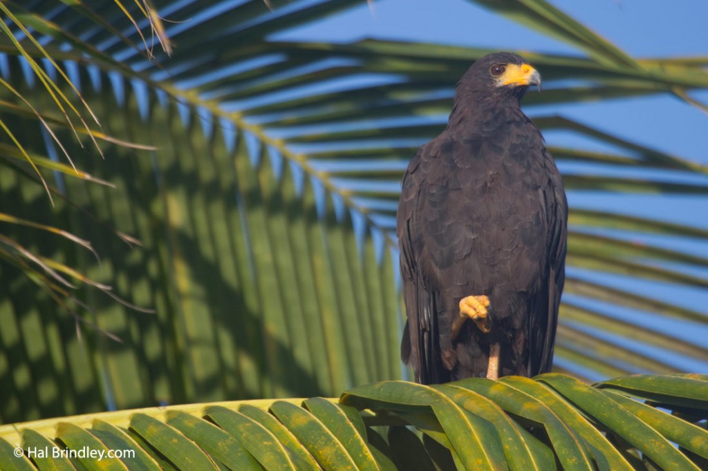 Common Black Hawk in a palm