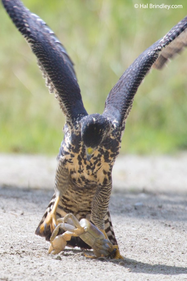 Juvenile Common Black Hawk wrangling a land crab