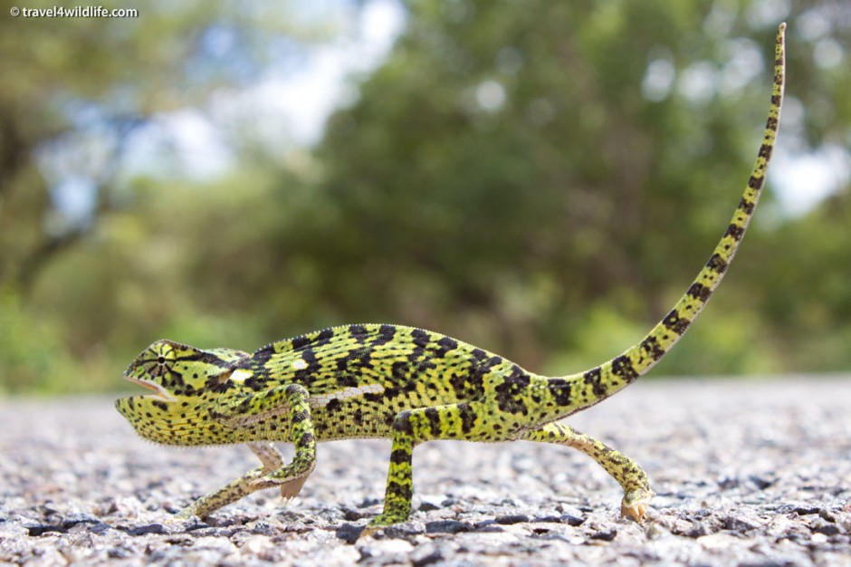 We spotted at least four flap-necked chameleons in the road while driving away from the Outpost.