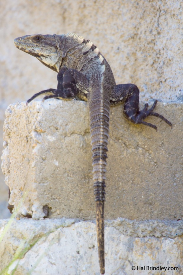 Ctenosaurs lounge on abandoned concrete