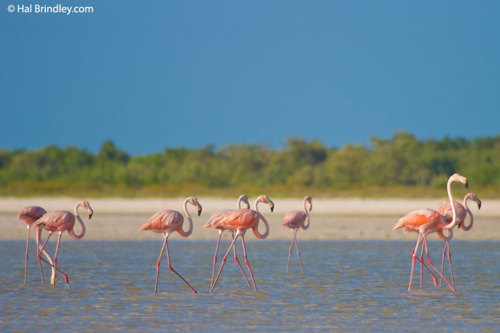 American Flamingos in the mud flats