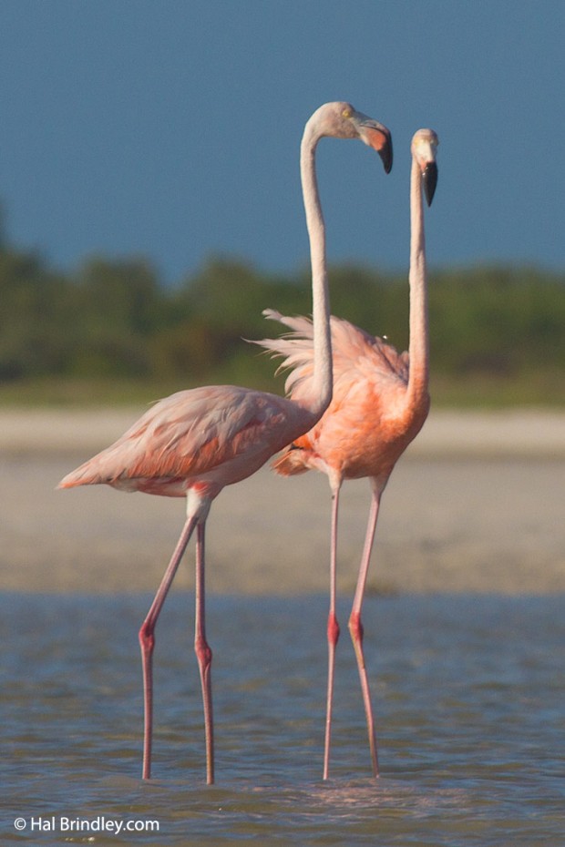 American Flamingos at the river in Holbox