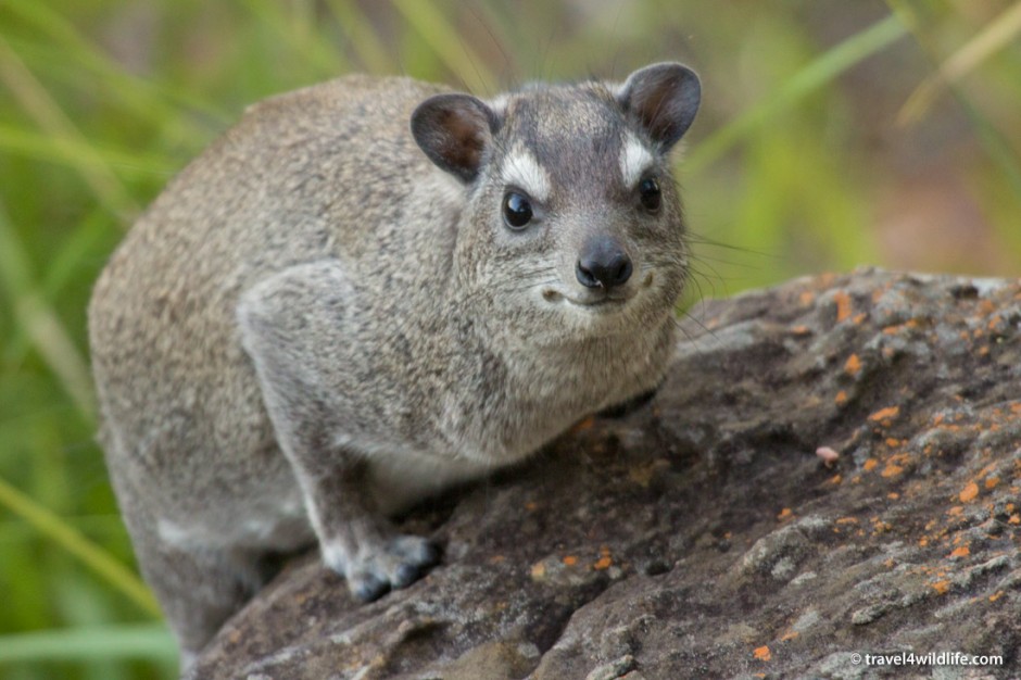 Bush Hyrax, right next to our room. A rare treat in South Africa.