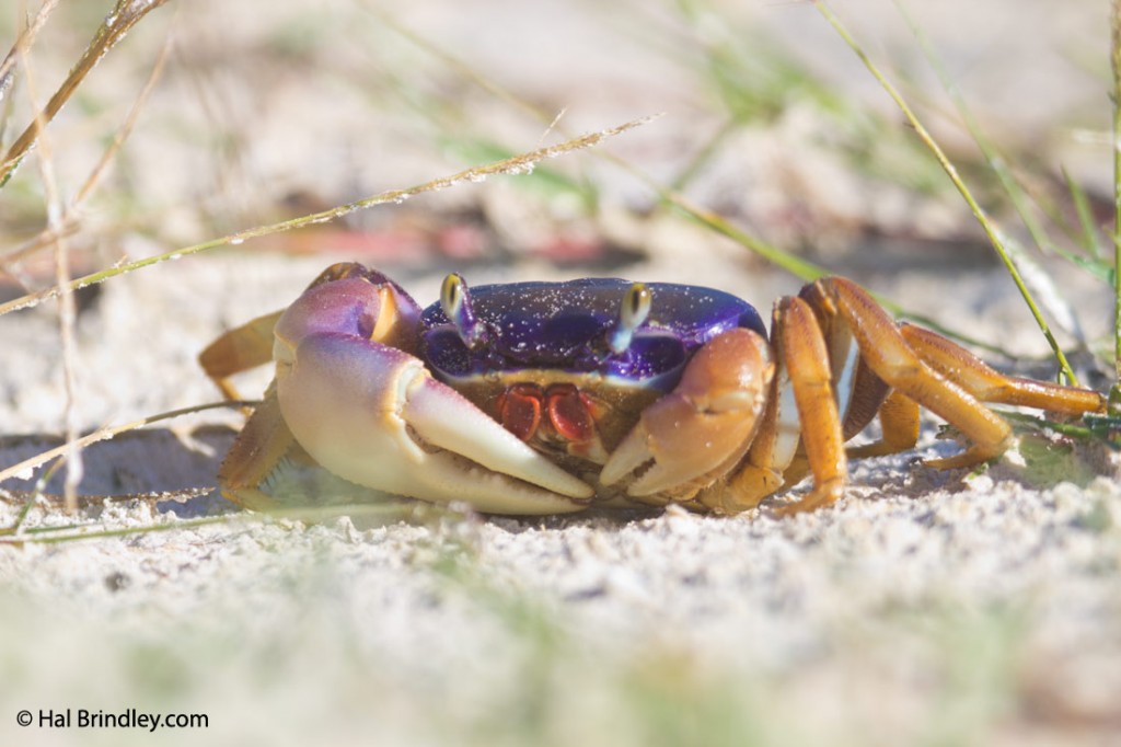 Colorful land crabs abound in the mangroves