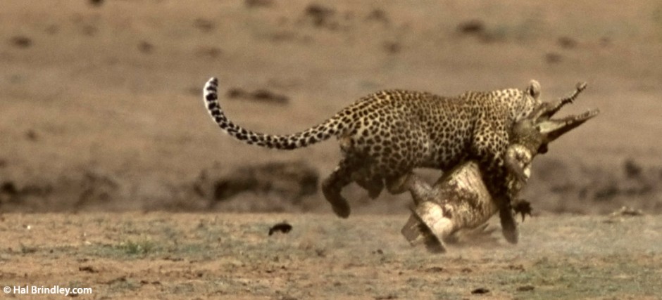 Kruger is one of the premier wildlife-watching destinations on the planet. Leopard attacking crocodile in Kruger.