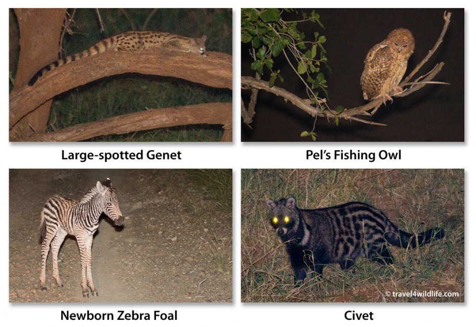 Some of my favorite sightings from our night drive: genet, pel's fishing owl, baby zebra, and civet