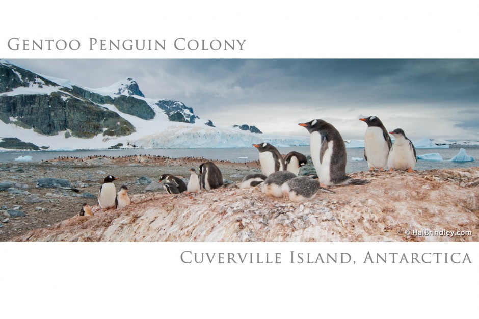 Gentoo Penguin Colony, Cuverville Island, Antarctica