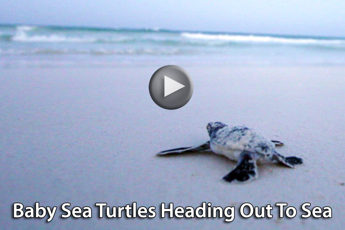 Baby Sea turtles heading to sea, Tulum, Mexico