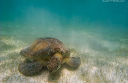 green sea turtle, Akumal Mexico