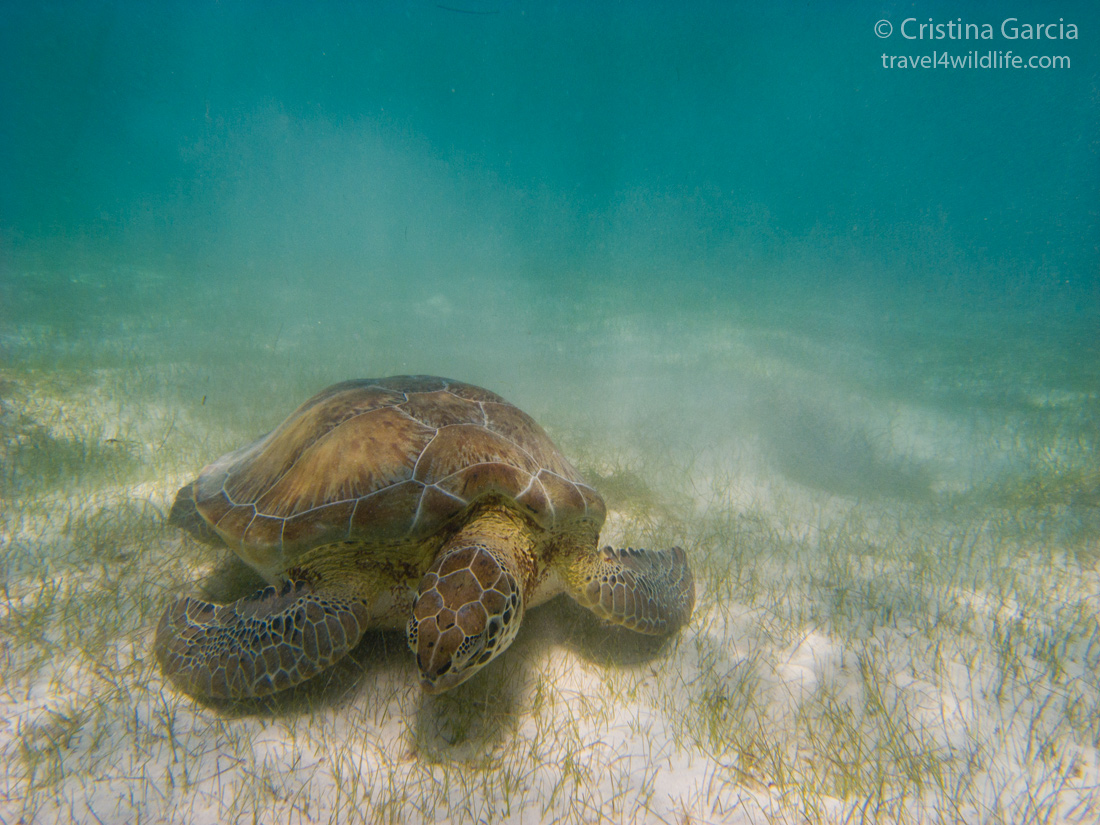 green sea turtle, Akumal Mexico