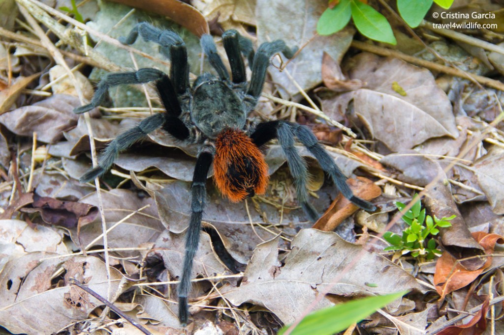 A Mexican red-rump tarantula on dry leaves