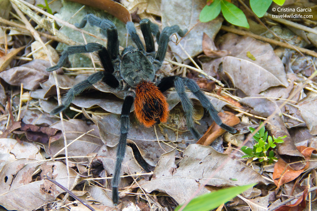 A Mexican redrump tarantula ( Brachypelma vagans)