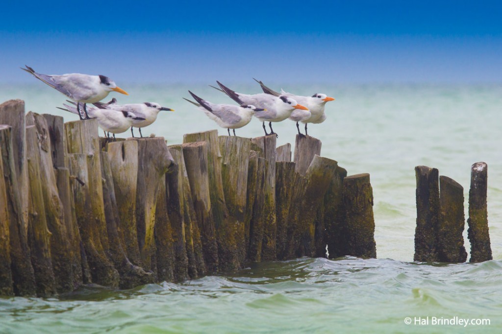 One good tern deserves another.