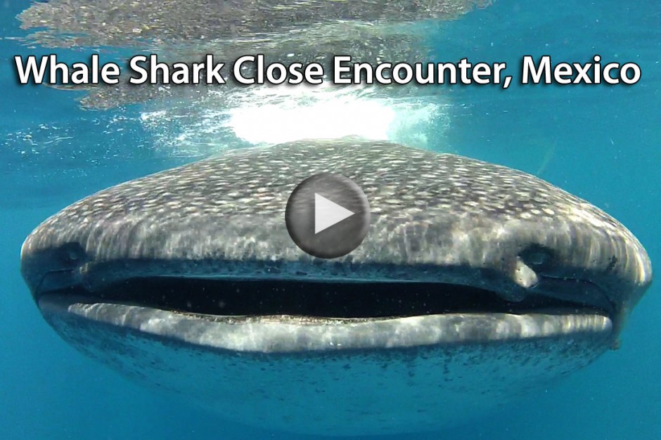 Click to play video: Whale Shark Close Encounter in Holbox, Mexico