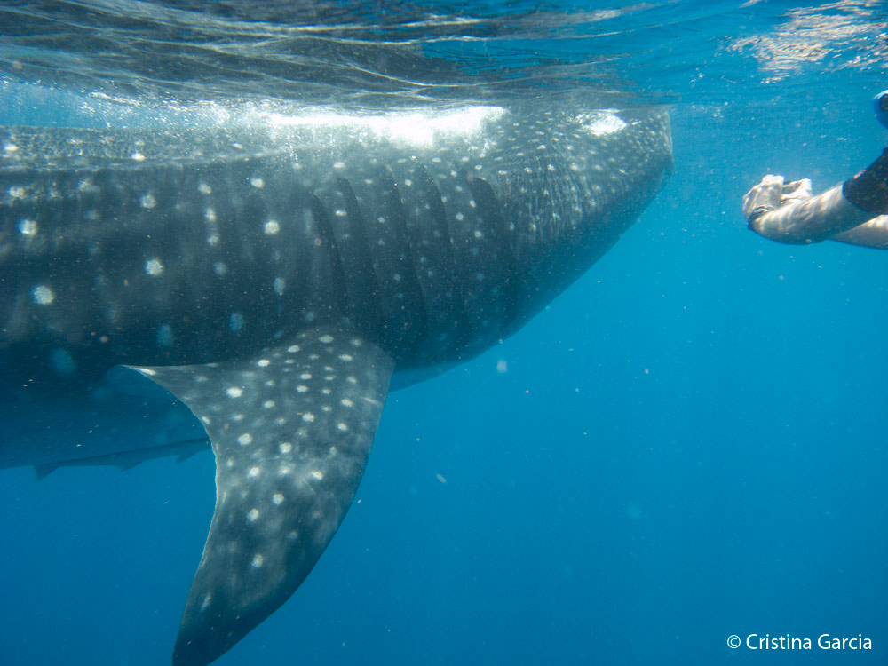 whale shark facts: The pattern behind the gills is like a human fingerprint.