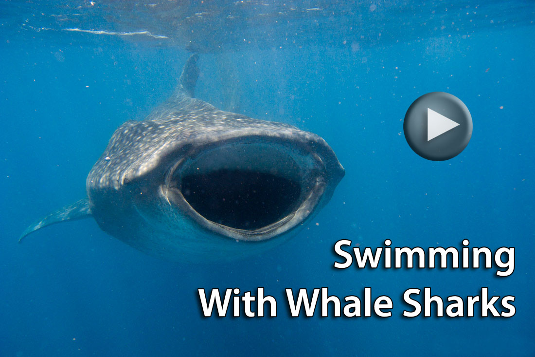 Video Review: Swimming With Whale Sharks in Holbox, Mexico