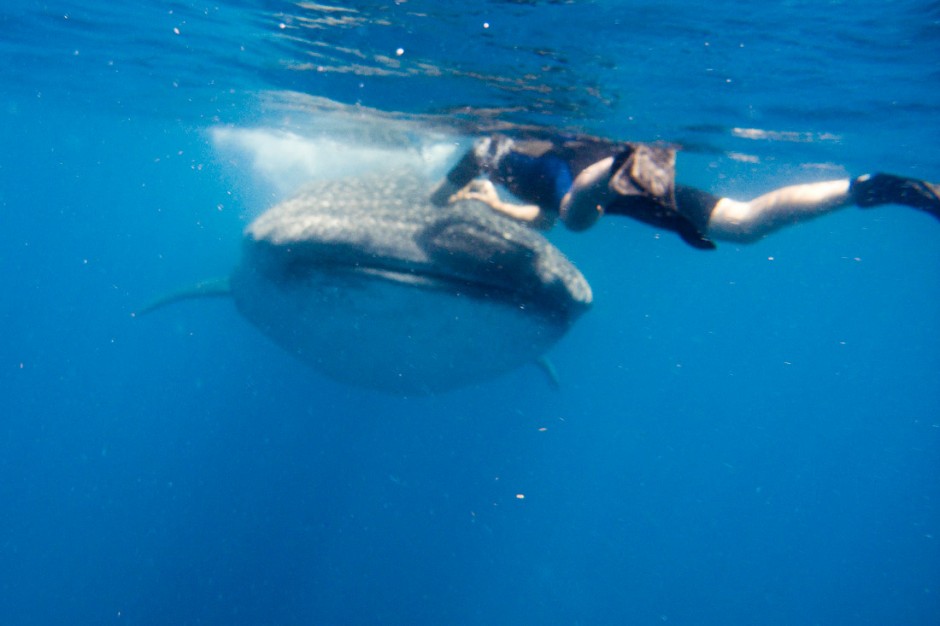 The pic that Cristina snapped just before the whale shark dove under me.