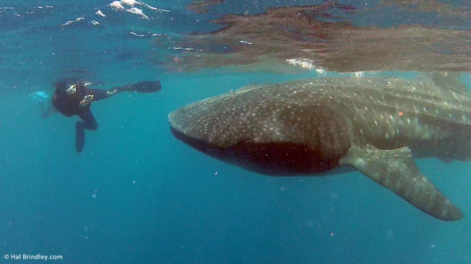 A snorkeler photographing a huge whale shark.